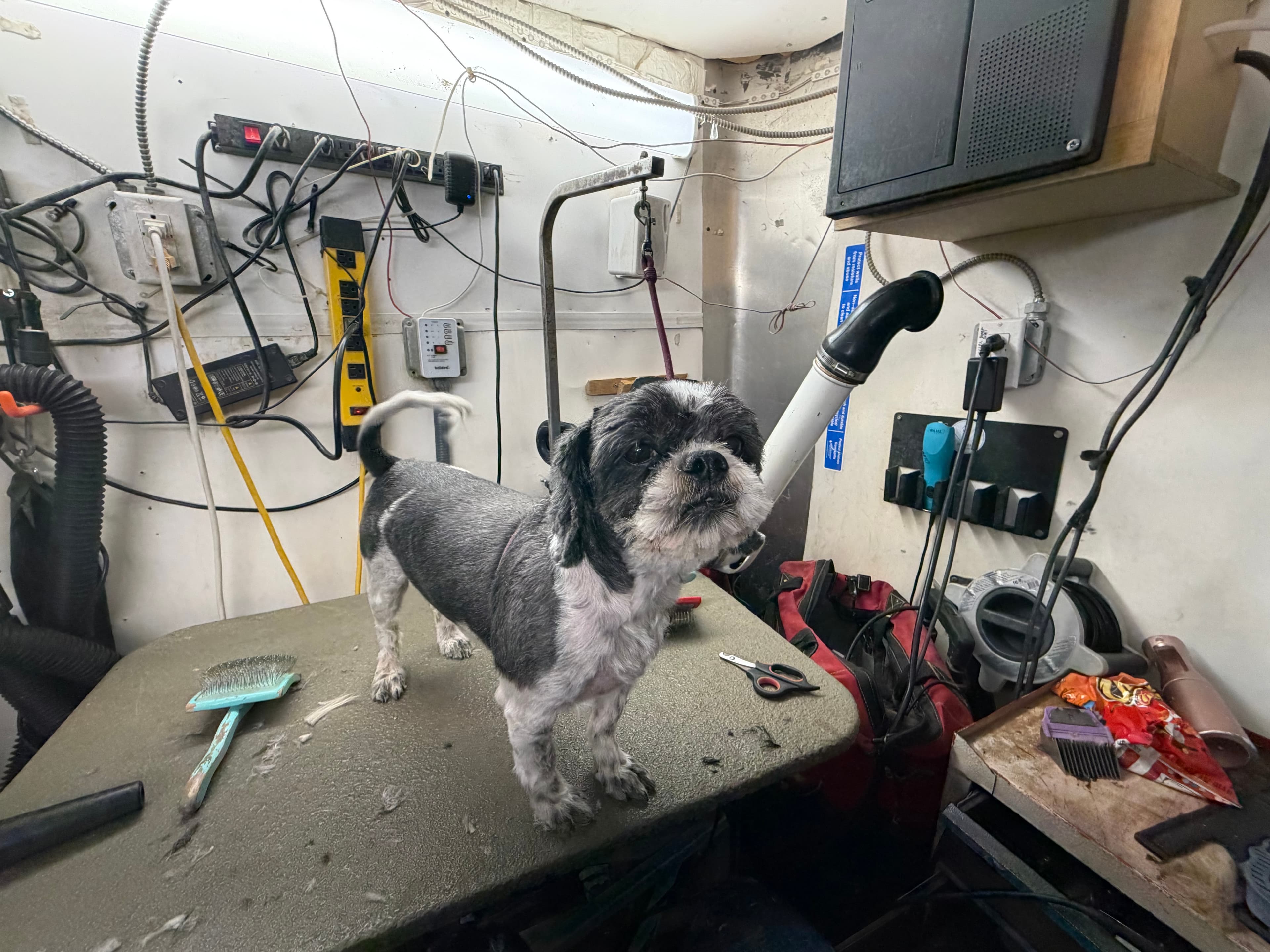 Black-and-white dog standing on a grooming table among grooming equipment