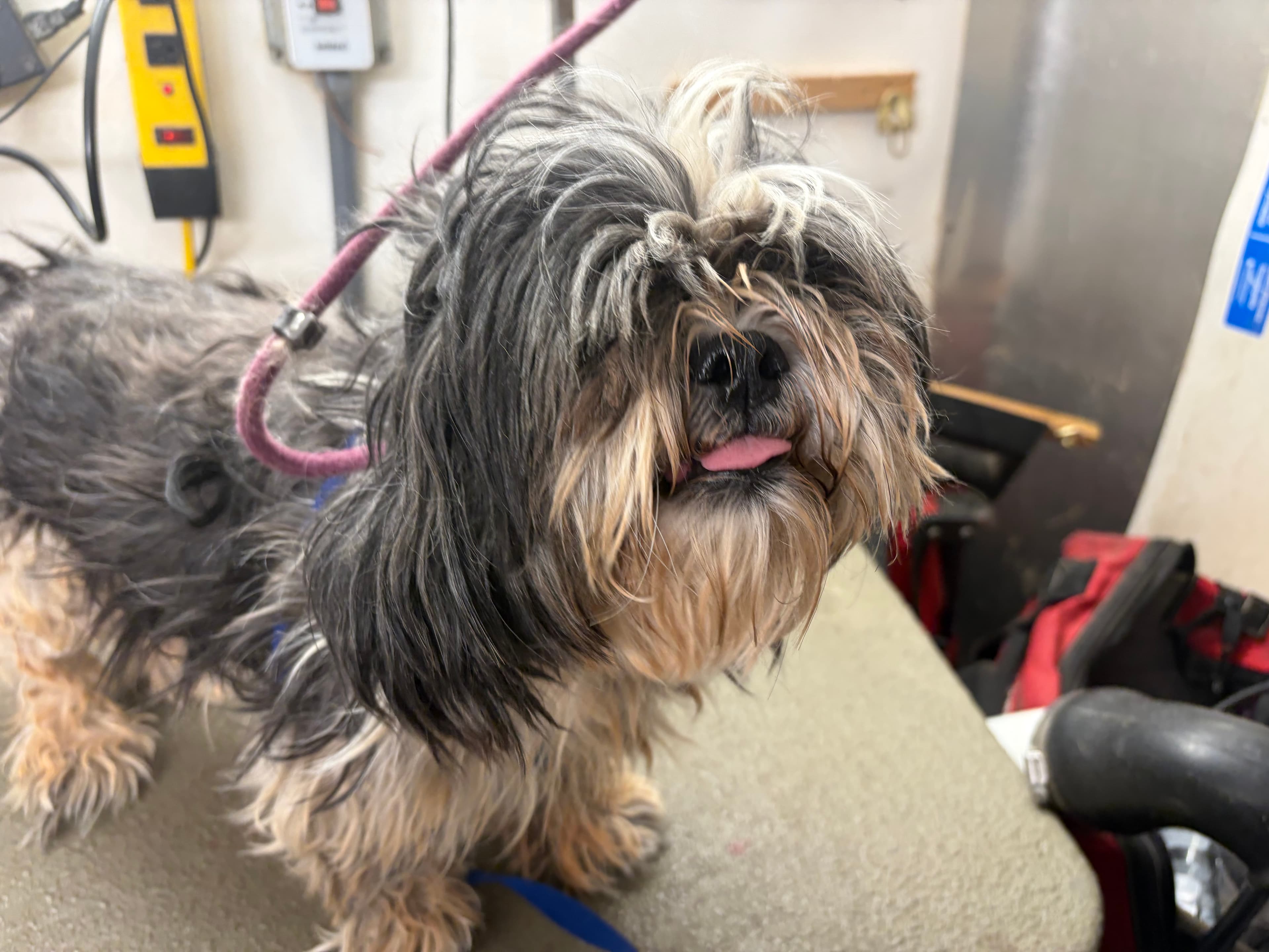 Long-haired black-and-tan dog on a grooming table among grooming equipment